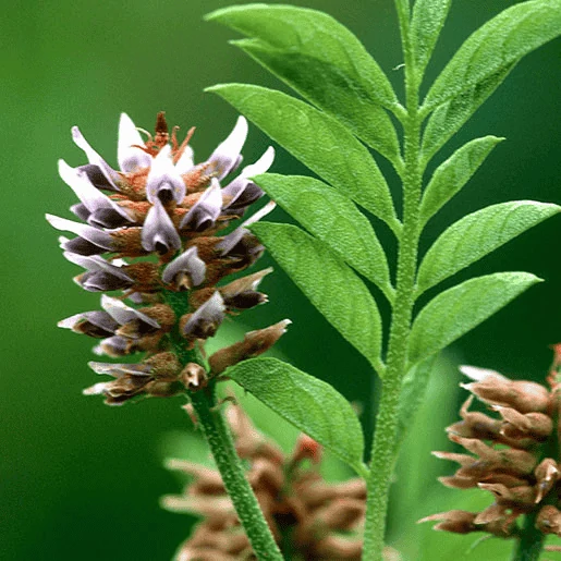 Licorice Root Extract